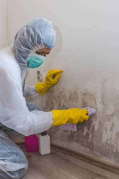 Biohazard Mold Removal in Pine Bluffs, WY
