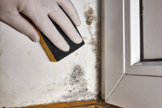 Best Emergency Mold Remediation  in Pine Bluffs, WY