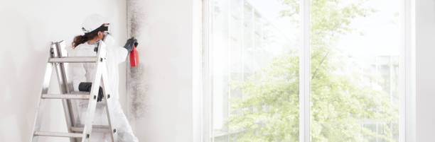 Best Mold Damage Restoration  in Pine Bluffs, WY